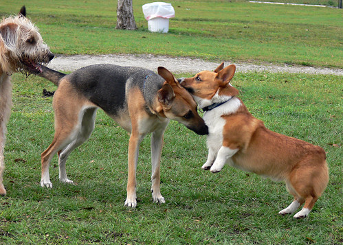 Dogs at a dog park