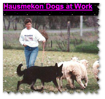 Hausmekon German Shepherds
