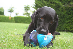 Eiko and the ball