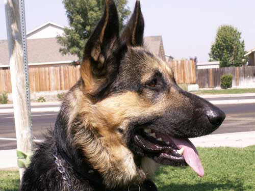 A dog being trained